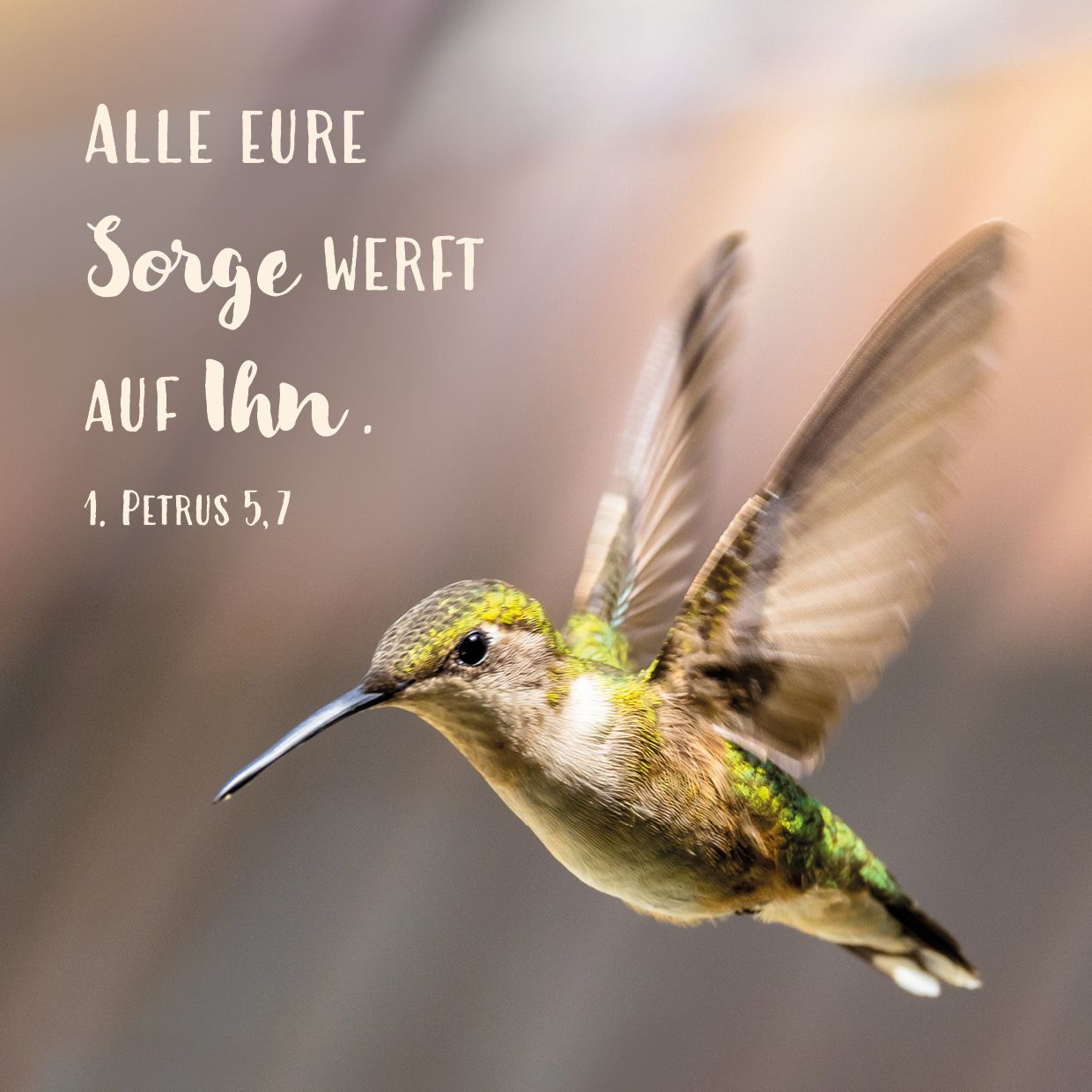 Quadratische Postkarte – Kolibri