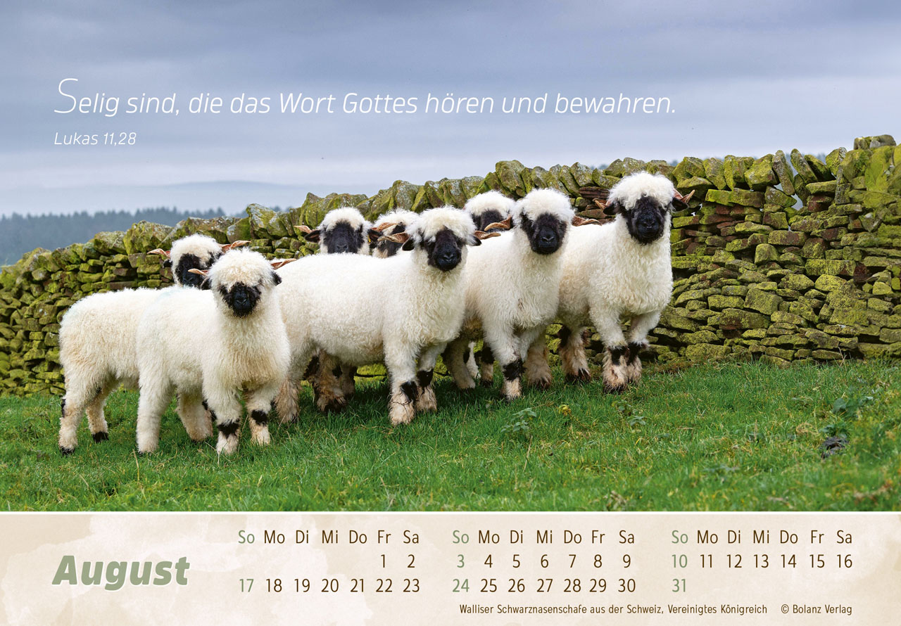 Der Gute Hirte 2025 - Tischkalender