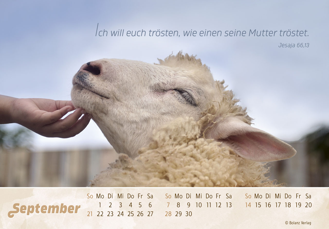 Der Gute Hirte 2025 - Tischkalender