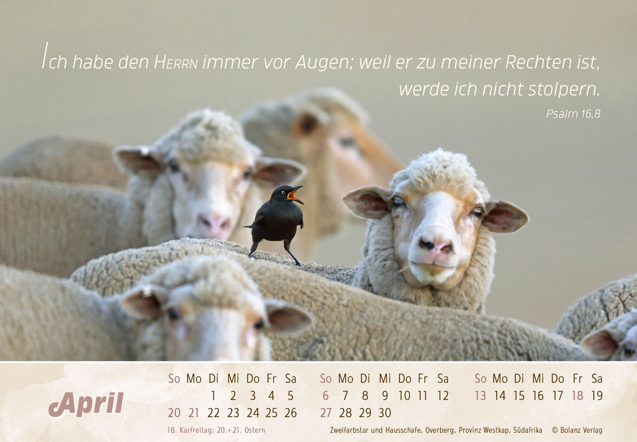 Der Gute Hirte 2025 - Tischkalender