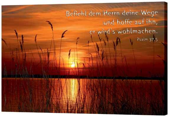 Leinwandbild - Schilf am See