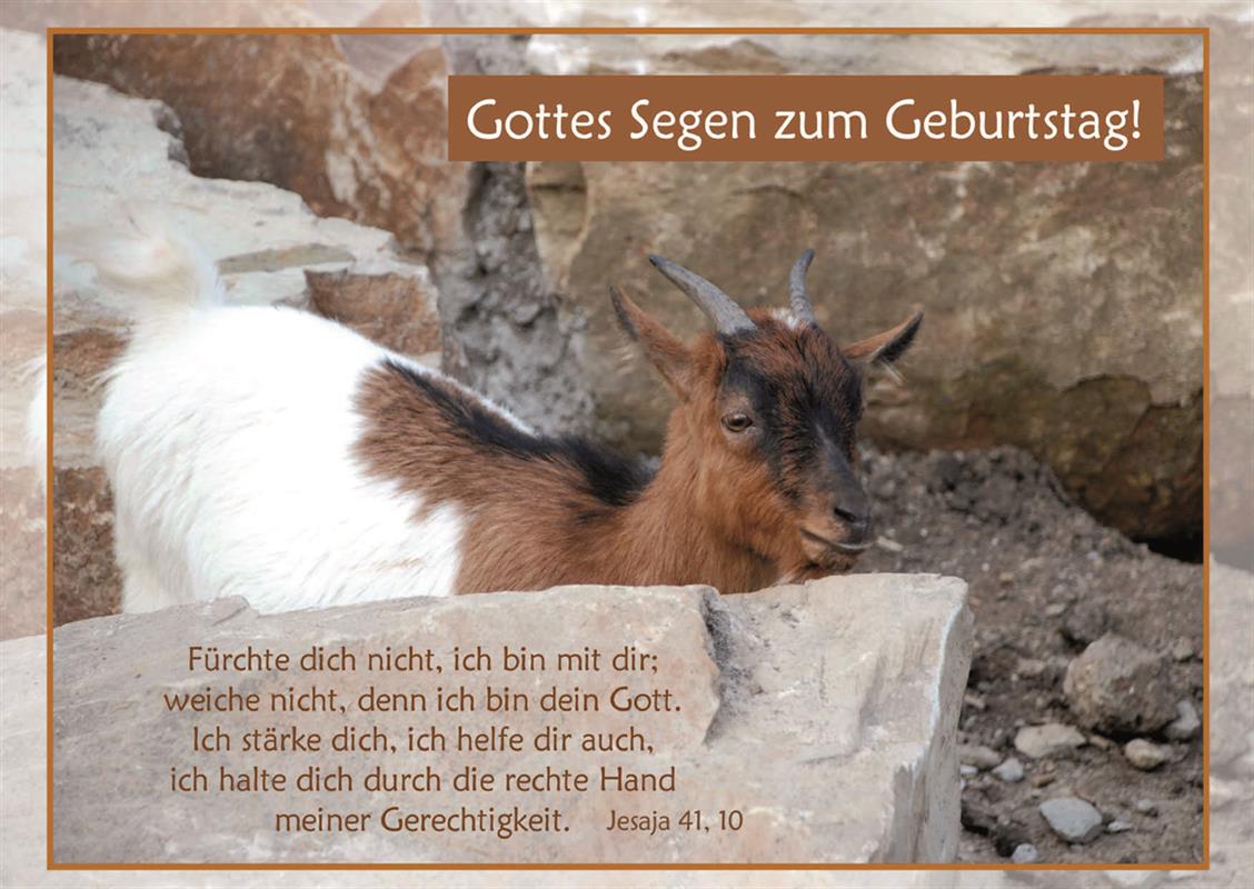 Postkarte - Ziege
